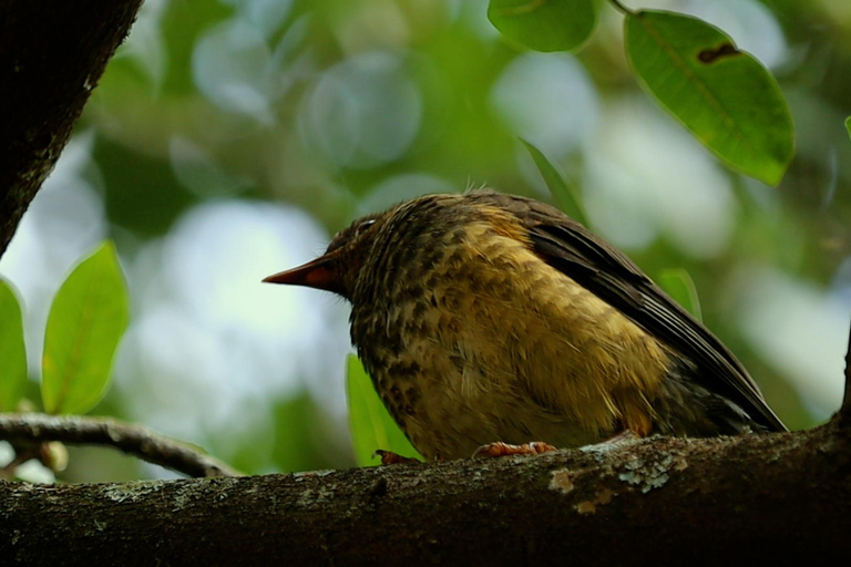 From Nairobi: Ondiri Wetland Guided Walking Tour