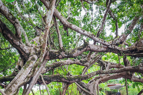 Parque Nacional de Cat Tien Tour particular de 2 dias com guia de turismoNão inclui alimentação e hotel