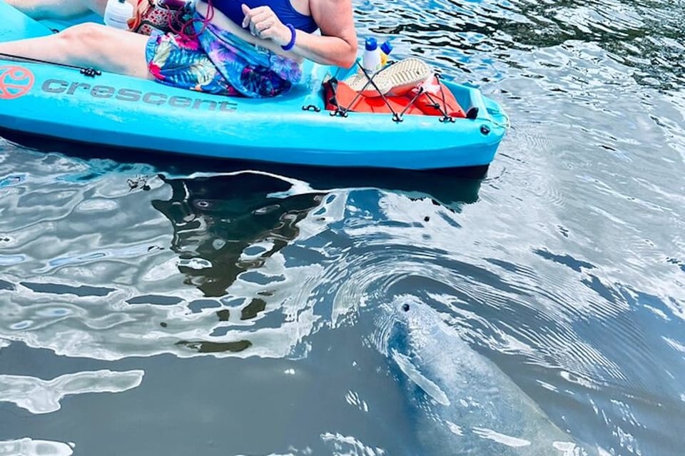 Cocoa Beach Dolphin and Manatee Kayak or Paddle Tour GetYourGuide