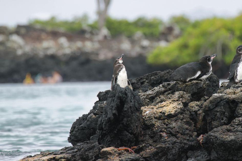 Full-day sightseeing tour from Santa Cruz to explore Isabela Island