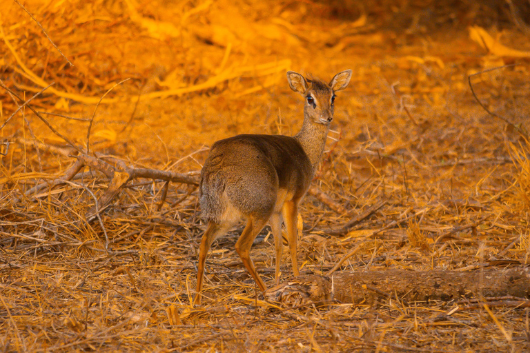 From Diani Beach or Mombasa: 2-Day Tsavo East Safari