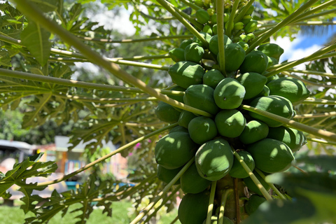 Medellin: Fruit Tour with tastings, nature and animals From Medellín: Fruit tour + Swimming Pools + 1 Bed