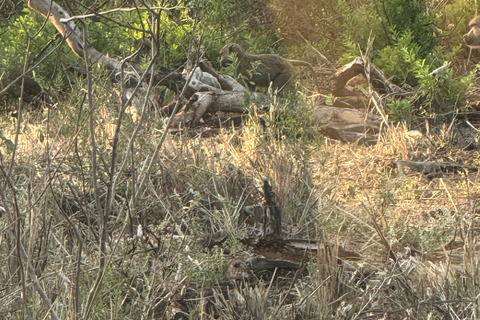 Moshi: Mkomazi National Park Day Trip with Game Drive