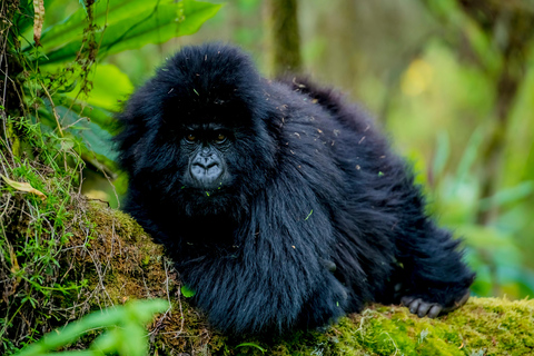 10 Days Rwanda – Culture &amp; Wildlife Experience