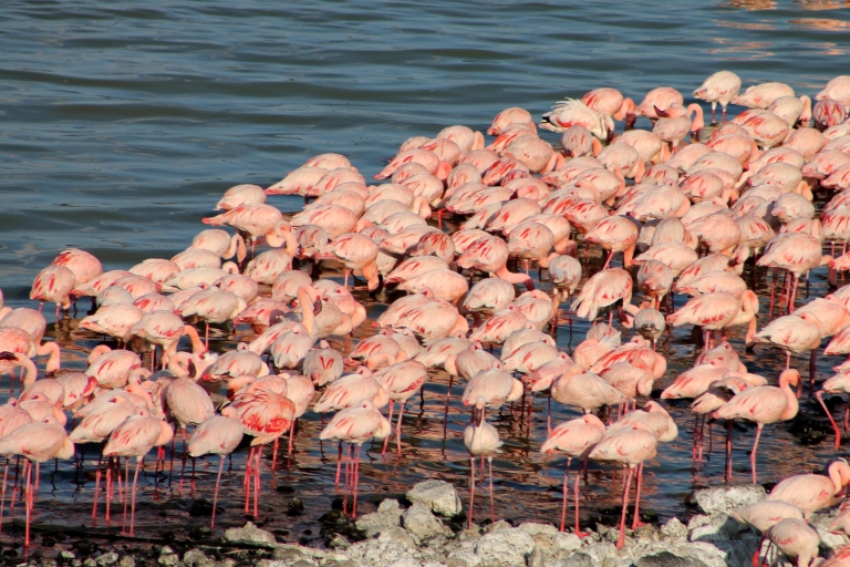 2-Day Lake Nakuru Flamingo Safari & lake Naivasha Boat Ride