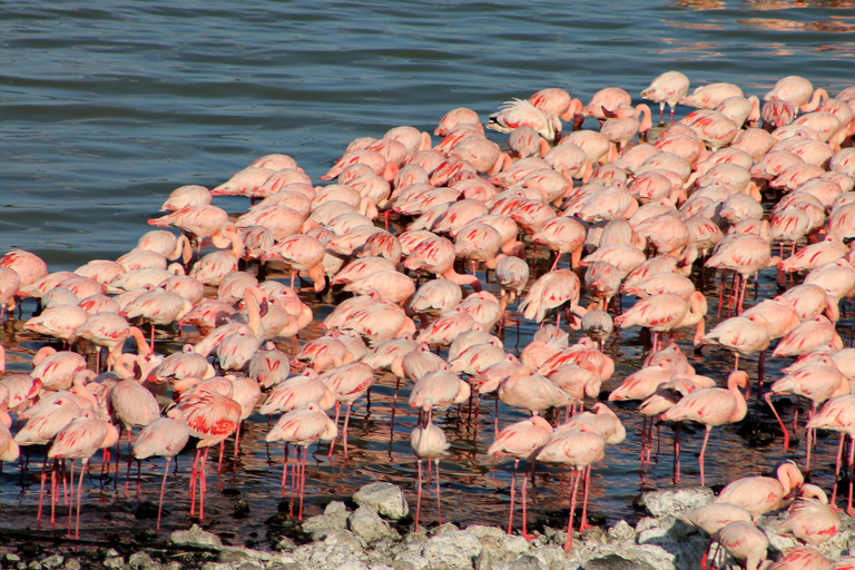 Safari economico di 4 giorni al Masai Mara e al Lago Nakuru in jeep 4x4