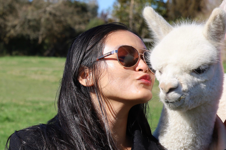 From Christchurch: Alpaca Farm Tour with Feeding and Guide