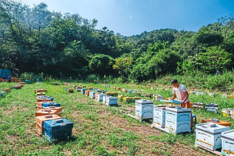 Phu Quoc: Northern Wonders &amp; Starfish Beach – Half-Day Tour