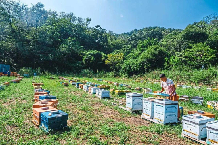 Phu Quoc: Northern Wonders &amp; Starfish Beach – Half-Day Tour