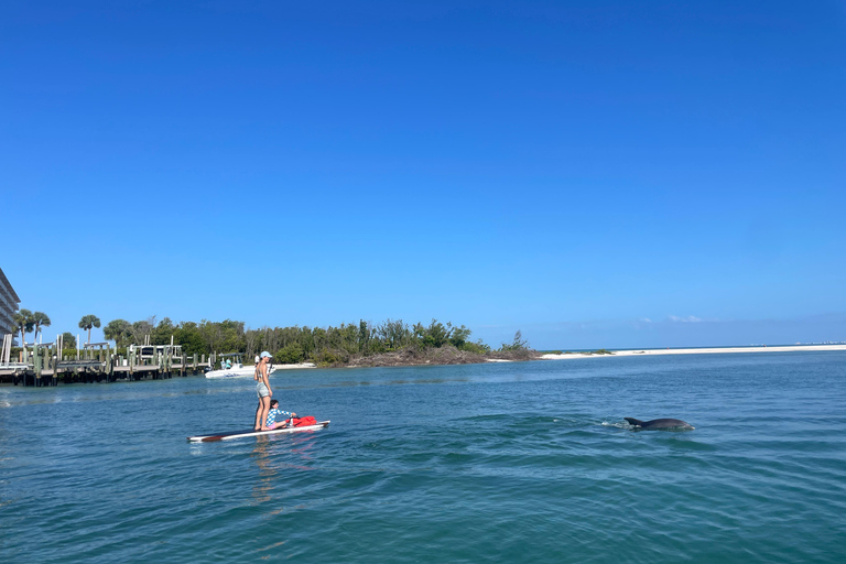 Tour d'avventura con delfini, lamantini e tartarughe marine a Bonita Springs!