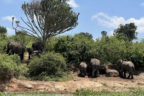 Kasese: 3 Day Queen Elizabeth Classic Safari & Boat Safari