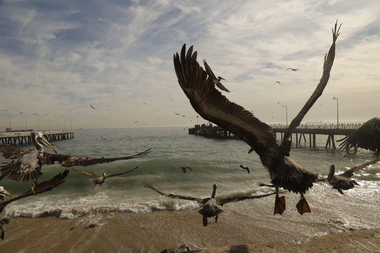 Cruise Terminal Transfer from Valparaíso &amp; Wine Tasting