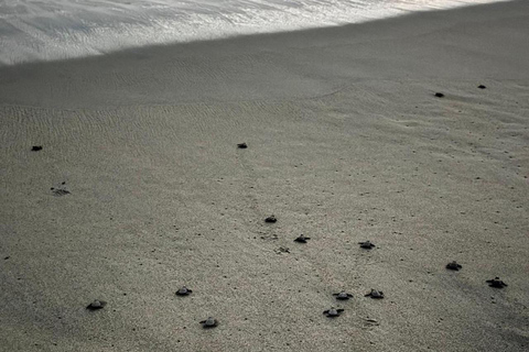 Puerto Escondido: Unforgettable Turtle Release Experience