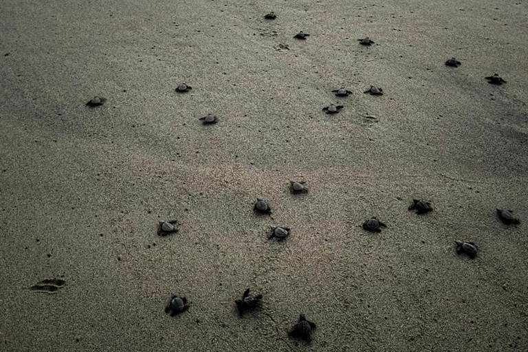 Puerto Escondido: Unforgettable Turtle Release Experience
