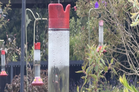 Bogotá Private Hummingbird Watching Tour with transportation