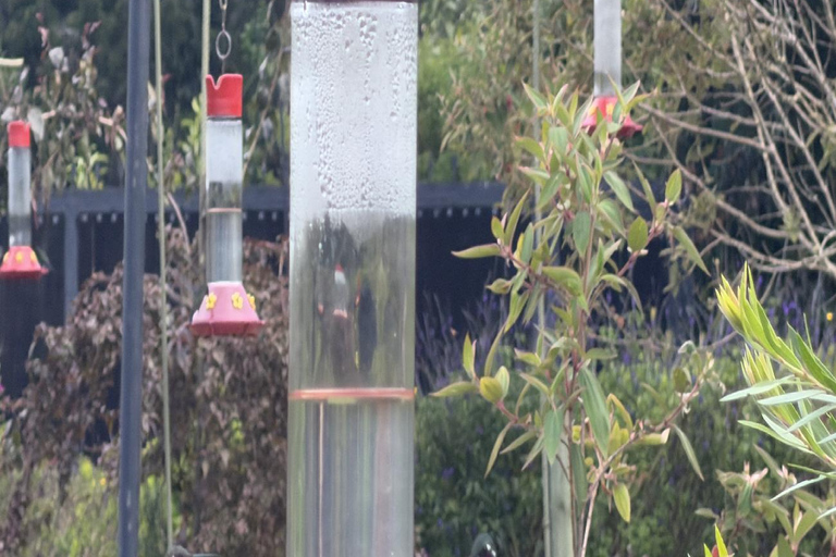 Bogotá Private Hummingbird Watching Tour with transportation