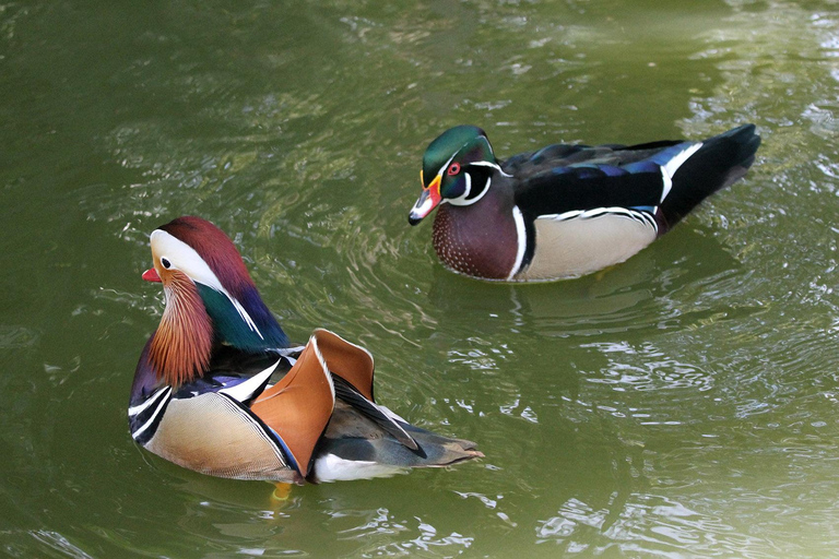 Desde Alicante: Excursión al Jardín Botánico Nacional