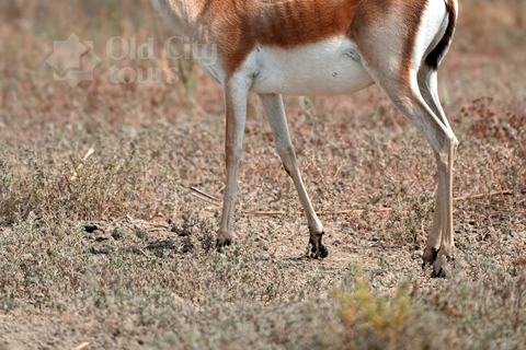 Shirvan Eco-Tour: Gazelles, Birdwatching & Village Lunch Private tour