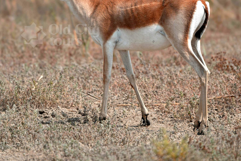 Shirvan Eco-Tour: Gazelles, Birdwatching & Village Lunch Private tour