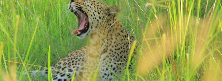 Botswana : explorez le célèbre delta de l'Okavango avec nous