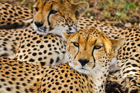 3-tägige Safari: Das Beste der Masai Mara in Kenia3-tägige Safari zu den Highlights der Masai Mara in Kenia