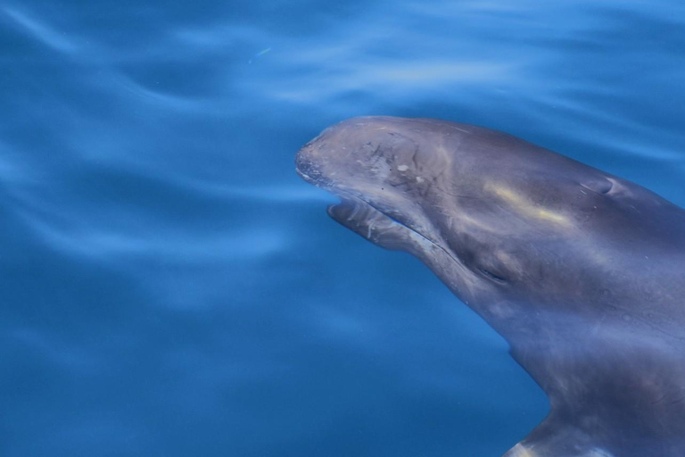 New: Into the Wild - 3H w/Marine Biologists - dolphins &more