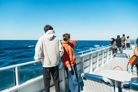 San Pedro: West Harbor LA Dolphin & Whale Watching Cruise
