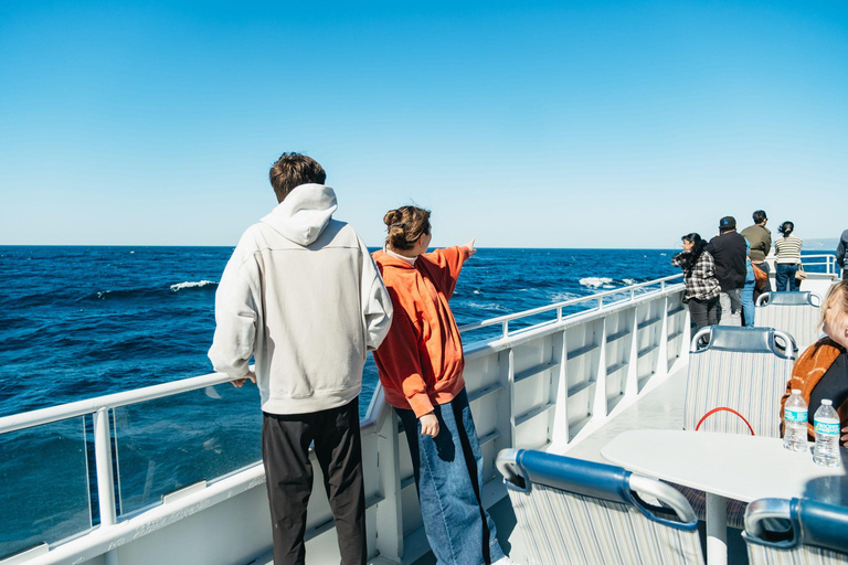 San Pedro: West Harbor LA Dolphin & Whale Watching Cruise