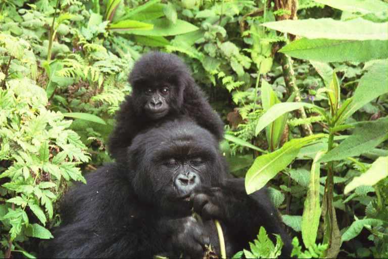 Rwanda: 2-Day Gorilla Trekking Safari from Kigali