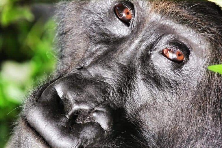 3-Day Bwindi Gorilla Trekking Tour