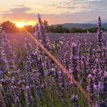 Da Aix-en-Provence: Tour della lavanda al tramonto a Valensole