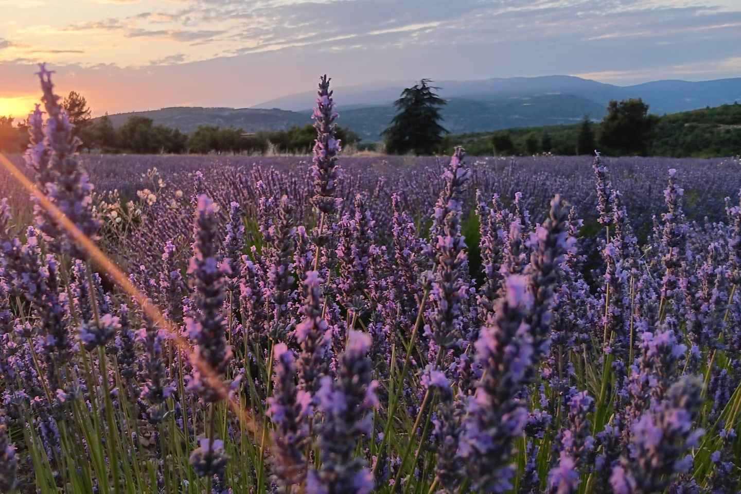 From Aix-en-Provence : Sunset Lavender Tour in Valensole