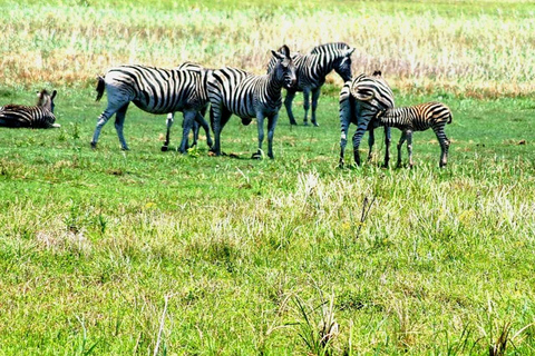 From Maputo: Special Reserve Safari with Ponto do Ouro Visit