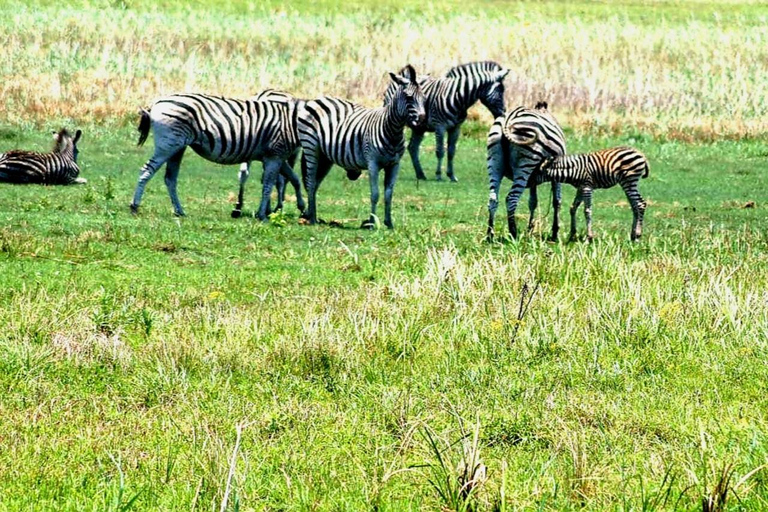 From Maputo: Special Reserve Safari with Ponto do Ouro Visit