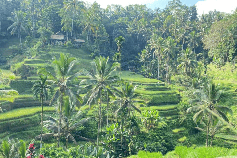 Bali : Exploration panoramique d&#039;UbudSans billets d&#039;entrée