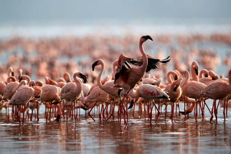 Lake Nakuru & Naivasha National Park Wildlife Highlights
