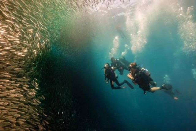 Visit Cebu Moalboal Scuba Diving, Sardines Run & Pescador Snorkel in Moalboal, Philippines