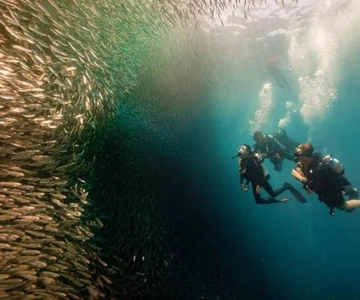 Cebu: Moalboal Scuba Diving, Sardines Run & Pescador Snorkel