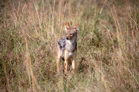 Nairobi: National Park Guided Game Drive Nairobi National Park Private Game Drive