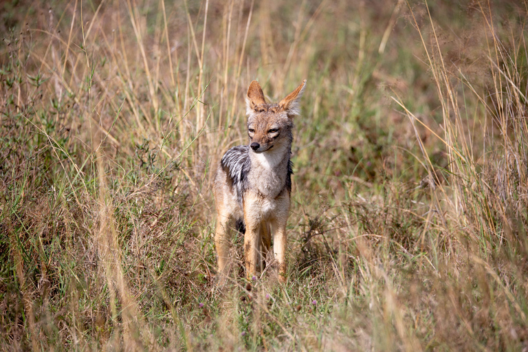 Nairobi: National Park Guided Game Drive Nairobi National Park Private Game Drive