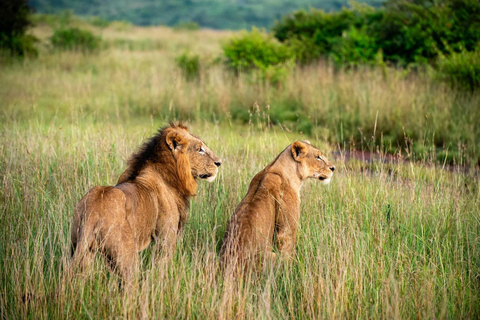 Meio dia de safari no Parque Nacional de Nairobi com serviço de busca