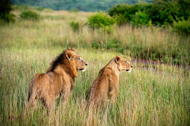 Demi-journée de safari dans le parc national de Nairobi avec prise en charge