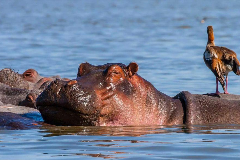 Lake Nakuru & Naivasha National Park Wildlife Highlights