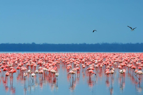 Park Narodowy Nakuru i jednodniowa wycieczka po jeziorze Naivasha