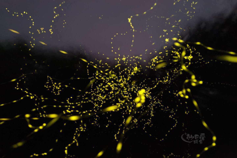 Sabah: Mangrove Fireflies, and Sky Mirror Dream Beach Tour