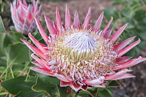 Cape Town: the Mountain, the Garden and the Vineyard