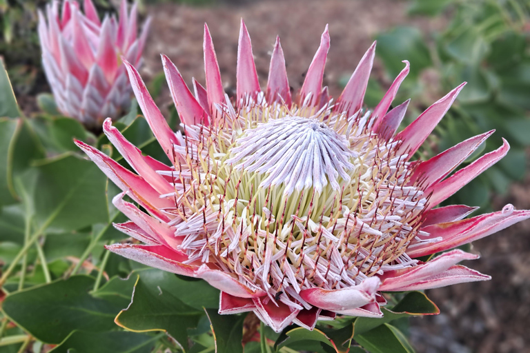 Cape Town: the Mountain, the Garden and the Vineyard