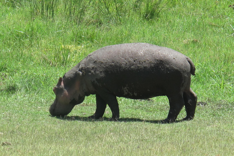 2-dniowe safari na słoniach w Amboseli