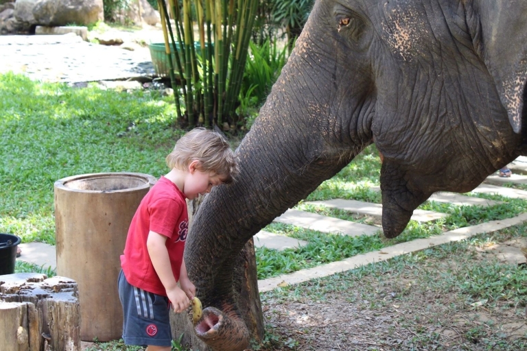 Khao Lak : L'expérience d'un sanctuaire d'éléphants éthiqueKhao Lak : Soins aux éléphants