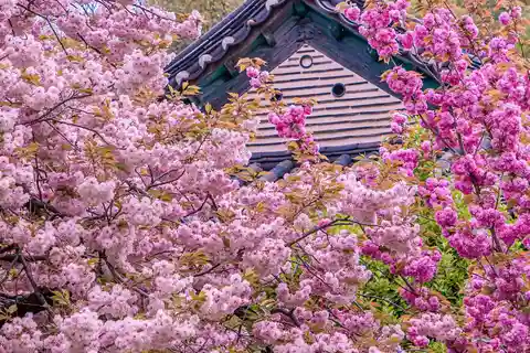 Fiori di ciliegio, Festival dei tulipani e Suwon Hwaseong